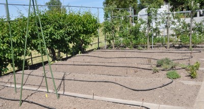 Garten  Anfang Mai 2011 793.jpg, 1.jpg