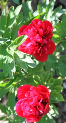 Garten  Anfang Mai 2011 1760.jpg, 1.jpg