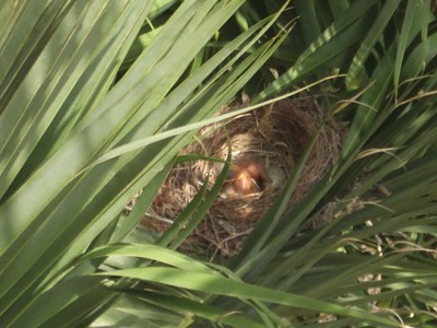 Vogelnest1airfkl.jpg (248.87 KiB) 2567 mal betrachtet "Jedem Anfang wohnt ein Zauber inne, der uns beschützt und der uns hilft, zu leben!"<br />Hermann Hesse
