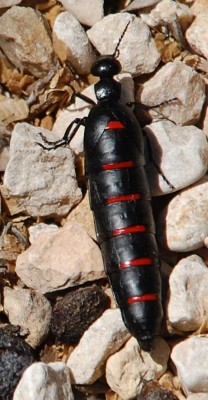 Ölkäfer (Aceitera común /Berberomeloe majalis) <br />beim Kiessortieren...