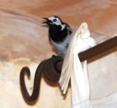 Vogel2.JPG (43.26 KiB) 4749 mal betrachtet obwohl er den Kamin geputzt hat...