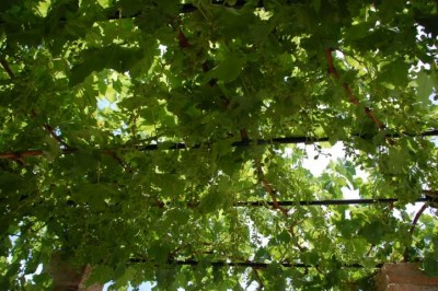 Wein.JPG (119.71 KiB) 2701 mal betrachtet Immer wieder ein schöner Schattenspender: Wein