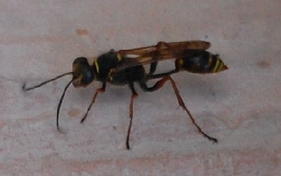 Mauerwespe, deren Hinterteil über einen sehr dünnen Stiel mit dem Bruststück verbunden ist. (Wespentaille!)