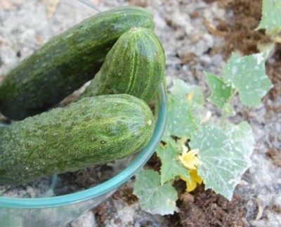 pEPINOS.JPG (63.36 KiB) 2445 mal betrachtet pepinos - Spanische Gurken <br />Oliva B.