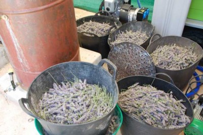 Capazos voller Lavendelblüten vor der Destille. Sechs Capazos voller leichter Blüten werden benötigt, damit es sich lohnt, die Destillieranlage anzuheizen