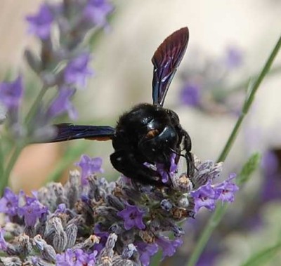 Große blaue Holzbiene (?), frontal