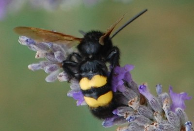 Ich dachte, dies wäre eine Hummelkönigin, da der Lavendel voller Hummel war. Dieses Insekt war doppelt so groß wie Hummeln.