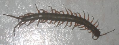 Skolopender, ca. 12 cm lang und ca. 1 ,5 cm dick