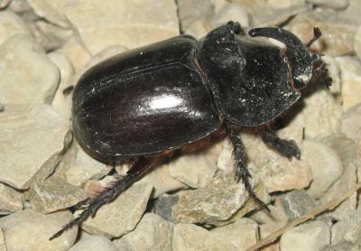 Nashornkäfermännchen, natürlich MIT Horn