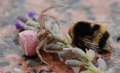 Spinne 3 DSC_0738.JPG