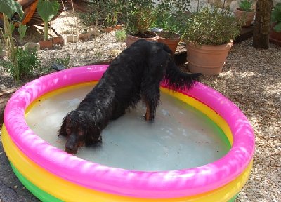 Mein &quot;Enkelhund&quot; :-)