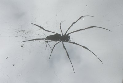 S-Spinne2.JPG