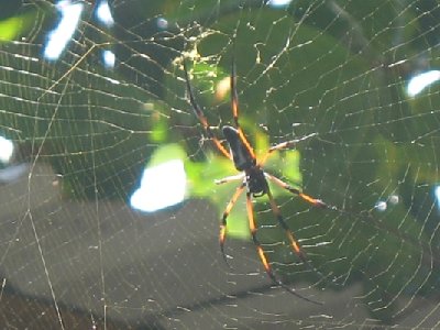 S-Spinne1.JPG