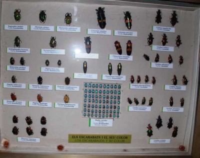 Escarabajos - Farbenvielfalt