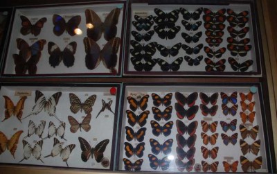 Schmetterlinge aus aller Welt