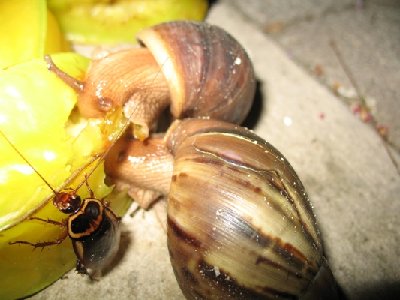 S-Schneck+Kakerlak.JPG (97.93 KiB) 2478 mal betrachtet Schnecken und Käfer verputzen eine Sternfrucht (Karambole)