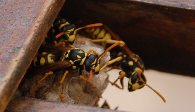 Wespe1.JPG (238.93 KiB) 7900 mal betrachtet Überall wird gebaut...