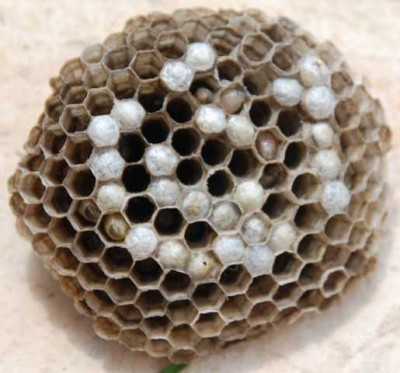 Wespennest.JPG (55.17 KiB) 7900 mal betrachtet Wespennest mit Larven