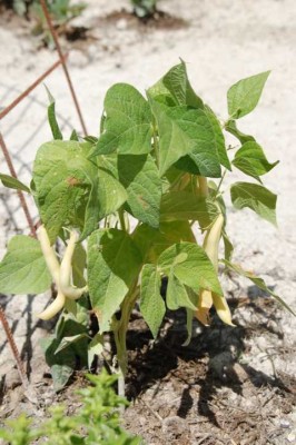 g-bOHNEN.JPG (76.16 KiB) 2538 mal betrachtet genauso wie Tomaten, Bohnen, Mais und Sonnenblumen