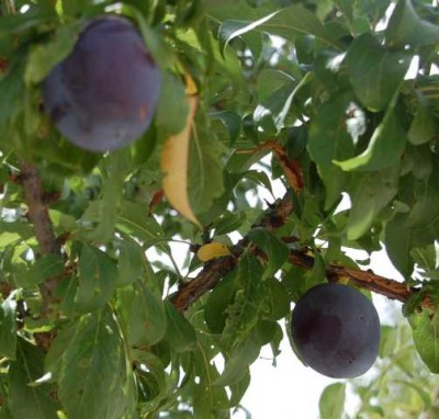 g-dicke blaue Pflaumen.JPG (58.93 KiB) 2031 mal betrachtet Die dicken blauen Pflaumen habe ich gestern abgeerntet,