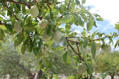 g-unreife gelbe Pflaumen.JPG (104.52 KiB) 2028 mal betrachtet die unreifen, gelben habängen an demselben Baum, aber selbstverständlich an einem anderen Ast.