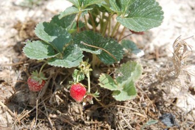 g-Erdbeeren.JPG (111.13 KiB) 2028 mal betrachtet Erdbeeren ernte ich seit Wochen.