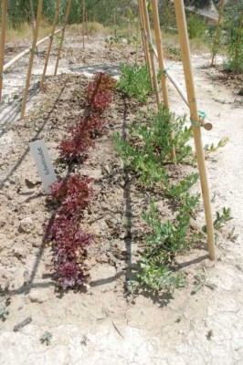 g-Wicken und Schnittsalat.JPG (91.87 KiB) 2025 mal betrachtet Rechts habe ich Wicken gepflanzt, leider blühen und klettern sie nicht, in der Mitte wächst Schnittsalat und die Erbsen an der linken Seite sind spurlos verschwunden...