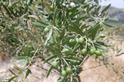 g-Oliven.JPG (106.34 KiB) 2027 mal betrachtet Dafür sehen unsere Oliven genauso prächtig aus wie der Wein, den ich euch schon einmal gezeigt habe. Die ersten Beeren schmecken schon!!!