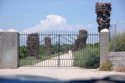 Palmen.JPG (66.31 KiB) 3195 mal betrachtet Palmenallee, gesehen Nähe Vistabella-Golf