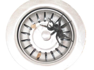 26.08.2008 108 Spinne 7 cm.jpg (41.09 KiB) 10395 mal betrachtet 7 cm - von Zeh zu Zeh (also mit Beinen)