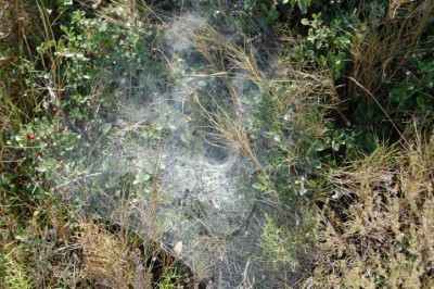 Nest1.JPG (139.91 KiB) 10367 mal betrachtet Die größeren Wolfspinnen bewohnen Erdhöhlen, die sie von innen mit Seide auskleiden. Die meisten anderen heimischen Arten leben in der Krautschicht oder zwischen Steinen, wo sie sich Wohngespinste anlegen.