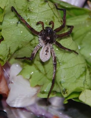 Tarantula.JPG (58.02 KiB) 11235 mal betrachtet Meine lädierte Tarantula...