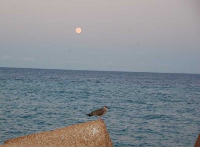 Möwe bei Vollmond