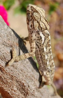 Auge - nach vorne gerichtet