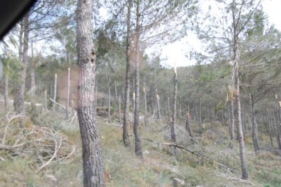 Wieder abgeknickt.JPG (112.38 KiB) 2711 mal betrachtet Sturmschaden